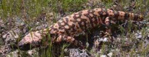 Gila Monster Image